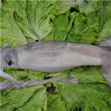 天天海鲜冰鲜鱿鱼约500克/条纯野生营养丰富口感鲜美烧烤必备