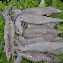 天天海鲜冰鲜墨斗鱼500g乌贼纯天然品质特级野生口感鲜美熬夜滋补