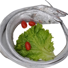 天天海鲜/整条带鱼约600-700克/条新鲜柔嫩正宗舟山精品真空包装