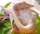 供应朗德鹅白条鹅(图)