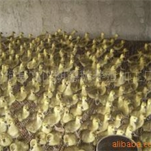 供应朗德鹅苗