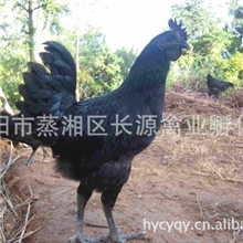 供应黑鸡苗供应黑鸡苗批发黑鸡养殖黑鸡孵化场养殖苗