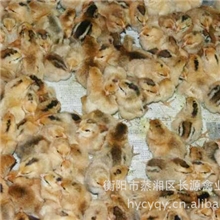 长源禽业孵化场专业孵化养殖大量优质青脚土鸡苗