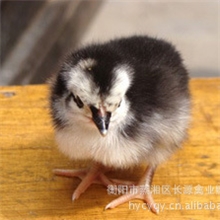 优质供应商现货批发供应大量黑土鸡苗成活率高抗病力强