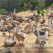 特价供应出售大量成活率高优质麻鹅