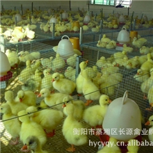 长期喂养培育大量优质鹅苗现货供应量大价优