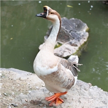 全国热销大量优质灰鹅量大价优提供专业人员送货