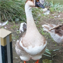 专业提供全国各种优质灰鹅量大价优