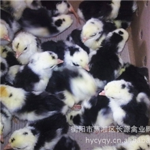 衡阳供应优质贵妃鸡苗贵妃鸡养殖贵妃鸡苗批发