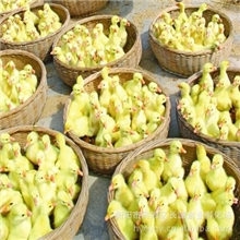 优质蛋鸭苗蛋鸭苗批发蛋鸭养殖蛋鸭苗报价蛋鸭孵化基地