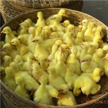 供优质鹅苗该品种高抗禽流感，体型大生长快，日均增重61.6克