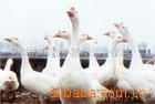 供父母代种鹅苗（养1000只每年纯收入10万元）