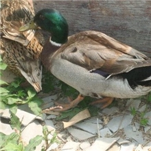 高效益绿头野鸭鸭苗