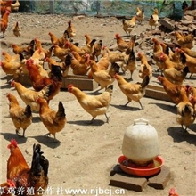 供两种笨鸡苗【该品种觅食力强，生长快，养殖效益好】