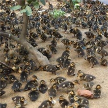 合作社直销绿头野鸭苗