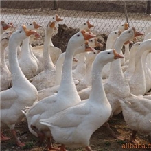 天鹅湖生态农业供应活鹅，肉鹅
