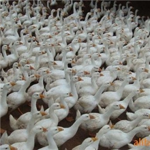 种鹅场淘汰老鹅，数量有限，欲购从速