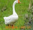 天鹅湖大量供应优质活鹅,肉鹅