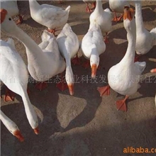 天鹅湖生态农业供应鹅心、鹅肝