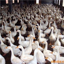 天鹅湖生态农业大量供应优质活鹅