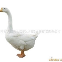 供应溆浦鹅，活鹅,肉鹅