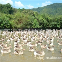 长期供应法国朗德鹅朗德鹅鹅苗朗德鹅养殖