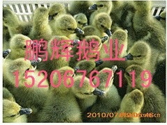 长期出售优质朗德鹅苗鹅苗朗德鹅