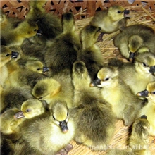 山东鹏辉孵化厂厂家直销优质朗德鹅苗
