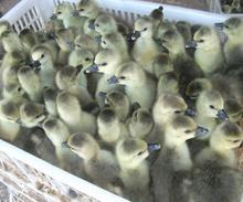 现出售鹅苗法国纯种朗德鹅苗(l量大价优)