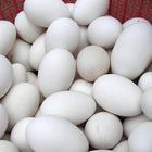 供应鹅蛋散装与礼盒上海唯一规模型林下养殖优质种鹅的蛋