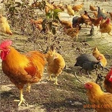 供应崇明一年以上老母鸡-林地放养10只起批