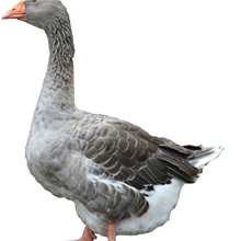 供应正宗四年老鹅法国朗德鹅种鹅淘汰数量有限尽早预定