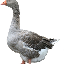 正宗老鹅四年龄优质种鹅淘汰上海市场难觅接受预定