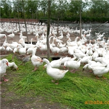 优质崇明森发罗曼鹅高产鹅绒