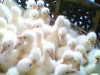 供应崇明优质川白鹅苗，就找上海崇明森发鹅业1000羽起批