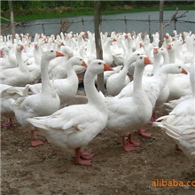 罗曼鹅（肉鹅）-供应优质森发罗曼鹅
