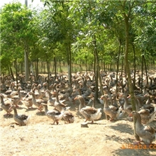 朗德鹅-优质崇明森发朗德鹅高产鹅肝