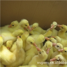 四季鹅苗，常年供应，欢迎选购。