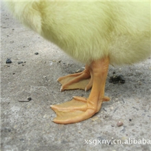 纯种四季鹅鹅苗，欢迎选购！