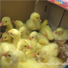 四季鹅鹅苗，品种正宗，假一罚十！