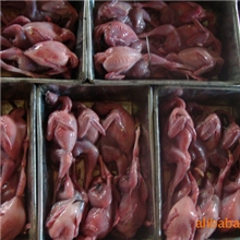 批量直销优质白条鹌鹑