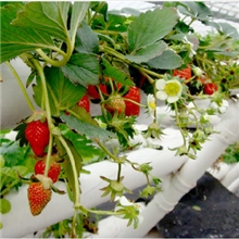 无土栽培，基质栽培视频教程