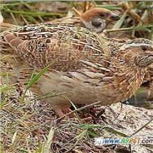 大量低价销售淘汰母鹌鹑（活）代办托运
