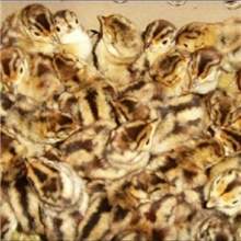 鹌鹑苗刚出壳母鹌鹑仅售0.75元/只详情看宝贝描述