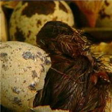 鹌鹑种蛋受精鹌鹑蛋鹌鹑蛋孵化,原种受精蛋