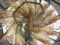 罗氏沼虾批发。鲜活虾批发。送货上门