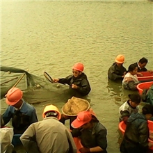 罗氏沼虾批发，鲜活虾批发