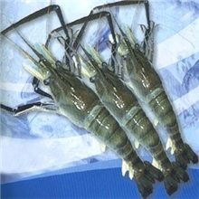 罗氏沼虾,鲜活虾批发，