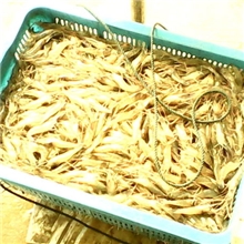 罗氏沼虾，鲜活虾批发