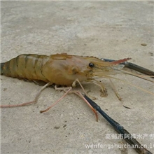 罗氏沼虾活虾批发